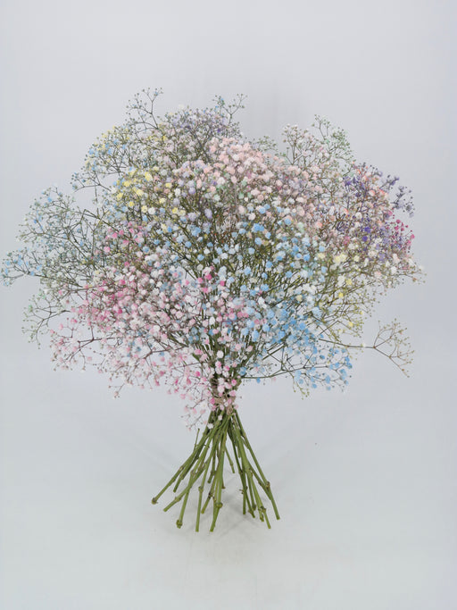 Rainbow Gypsophilia