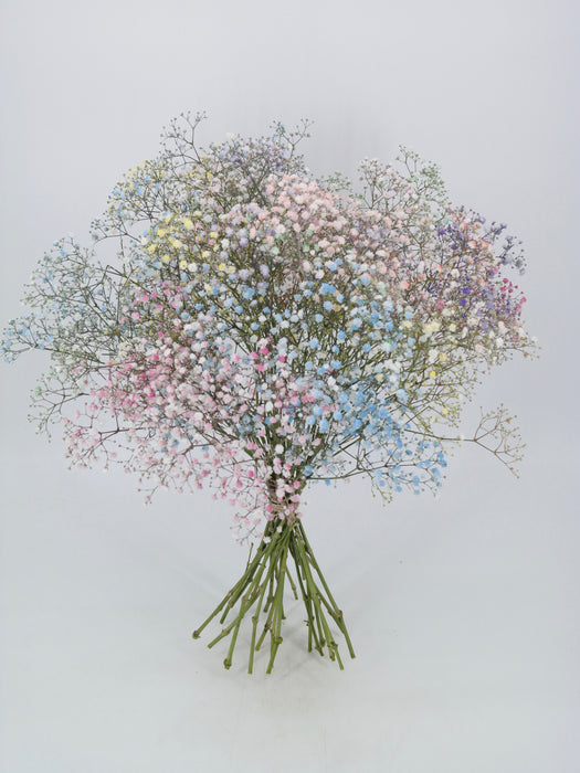 Rainbow Gypsophilia