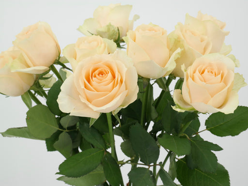 Rose Avalanche