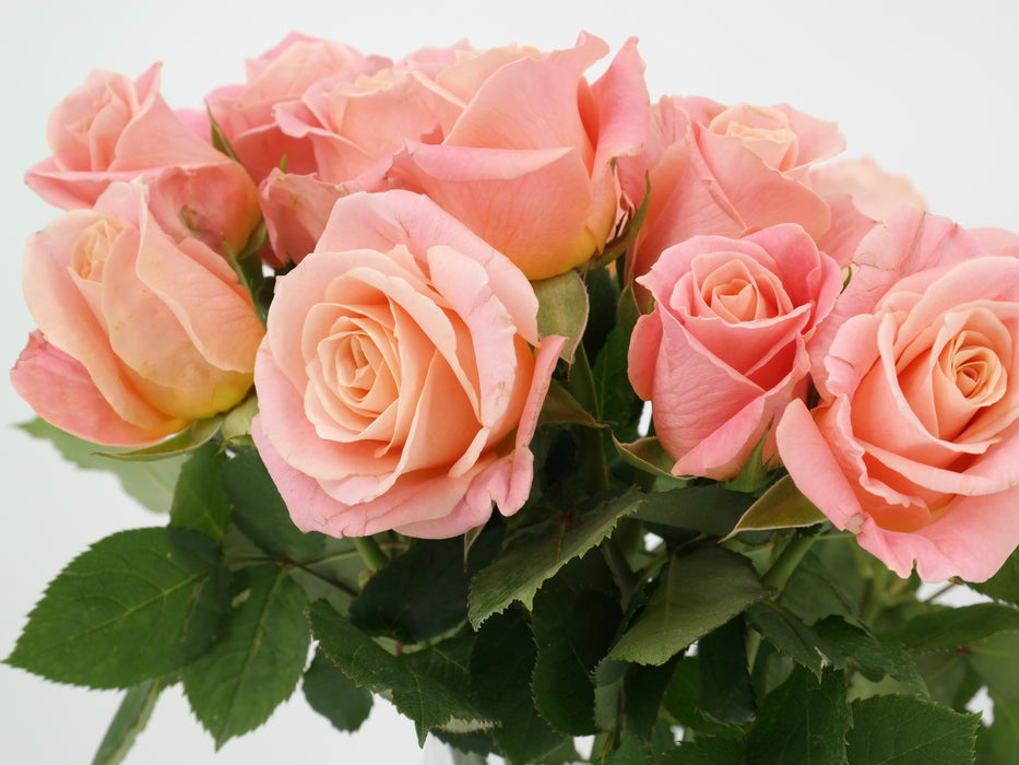 Rose Ms. Piggy