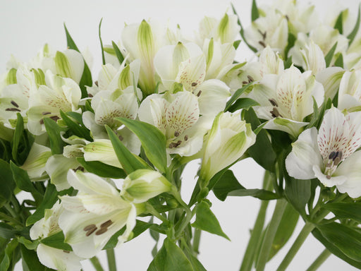 Alstroemeria White