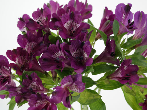 Alstroemeria Purple