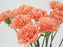 Carnation Hermes
