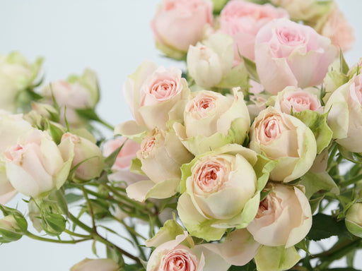 Garden Spray Rose Tender Blossom