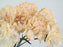 Carnation Solex