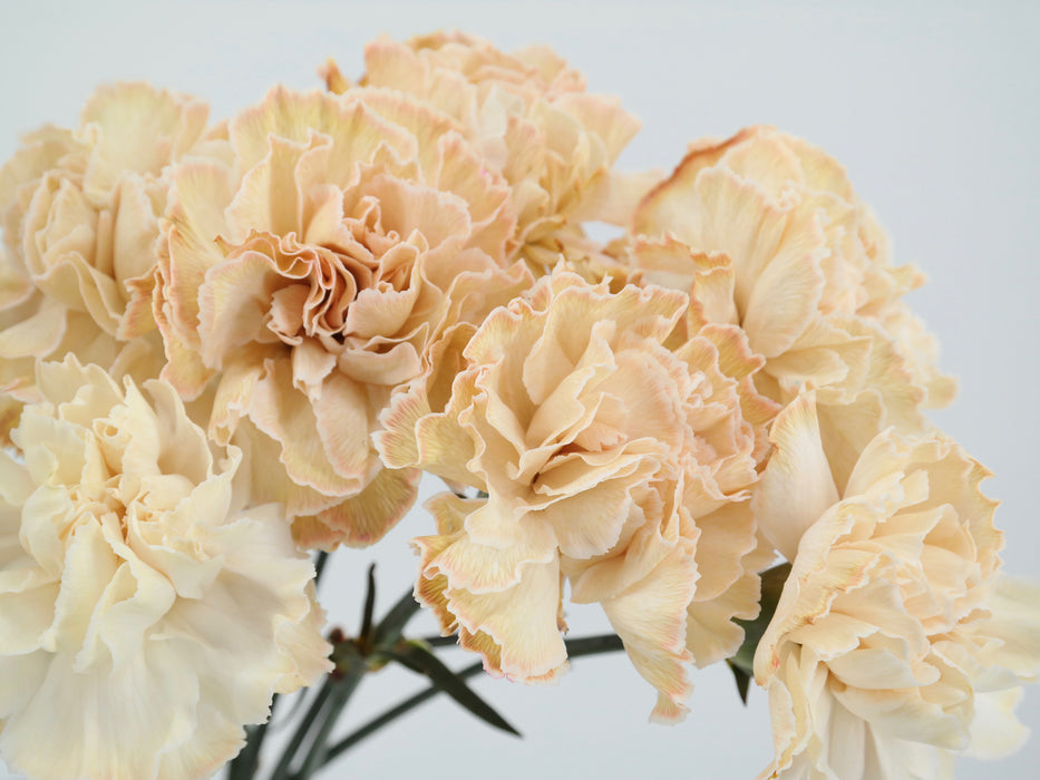 Carnation Solex