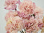Carnation Tinted Inory