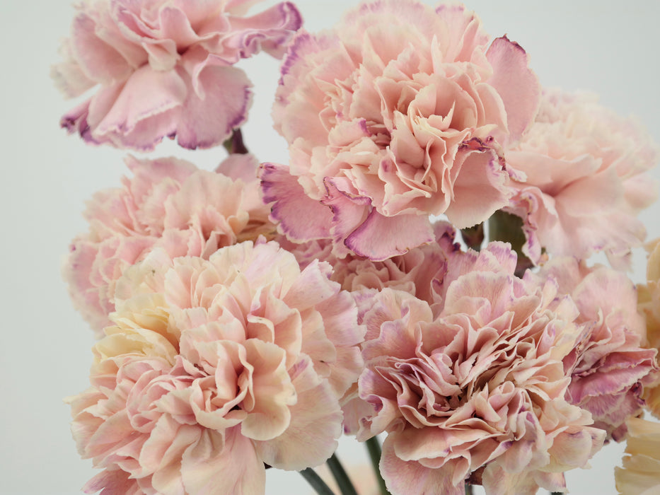 Carnation Tinted Inory