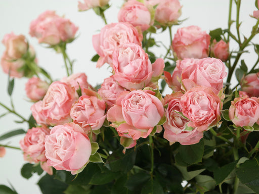 Garden Spray Rose Lady Bombastic