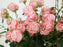 Garden Spray Rose Lady Bombastic