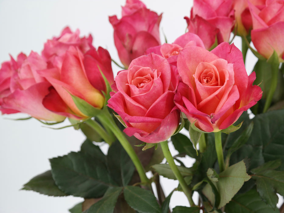 Rose Jaipur