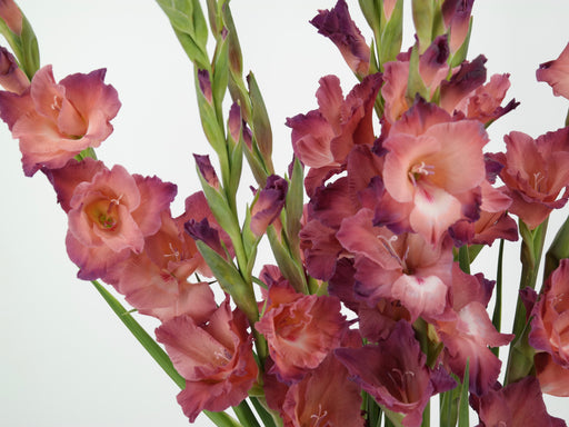 Gladiolus