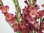 Gladiolus