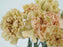 Carnation Caramel