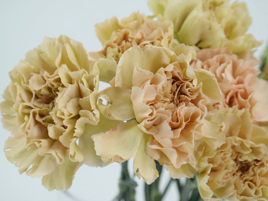 Carnation Caramel