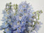 Dewey Boy Blue Delphinium