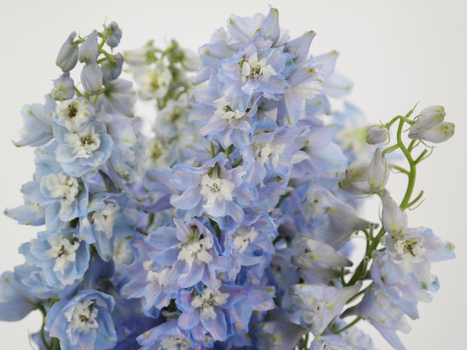 Dewey Boy Blue Delphinium