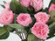Garden Rose Mayra