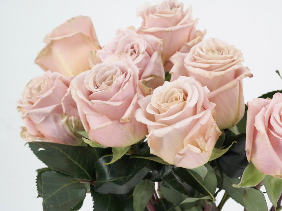 Garden Rose Sand Dunes