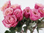 Garden Rose Miyabi Cha