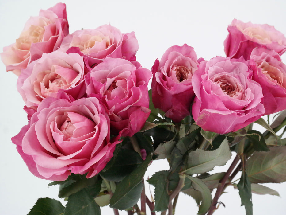 Garden Rose Miyabi Cha