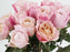 Garden Rose Miyabi Chi