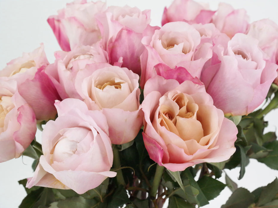 Garden Rose Miyabi Chi