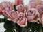 Garden Rose Cafe Latte