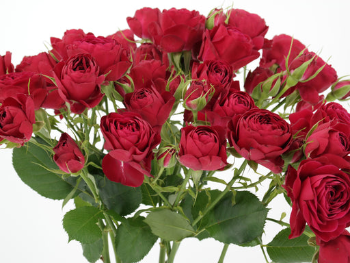 Garden Spray Rose Red Lace