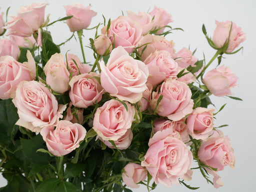 Spray Rose Sweet Baikal Pink