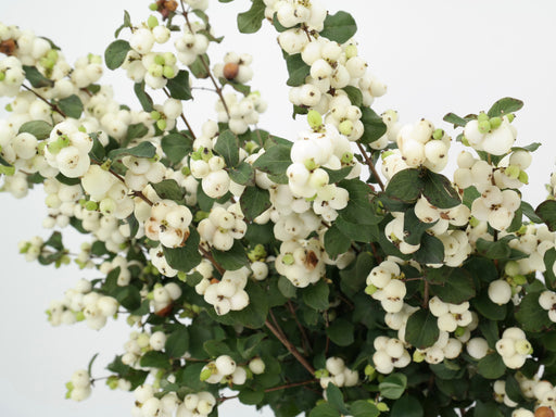 Snow Berries