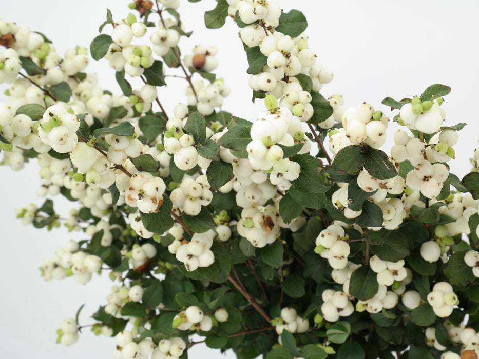 Snow Berries