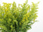 Solidago