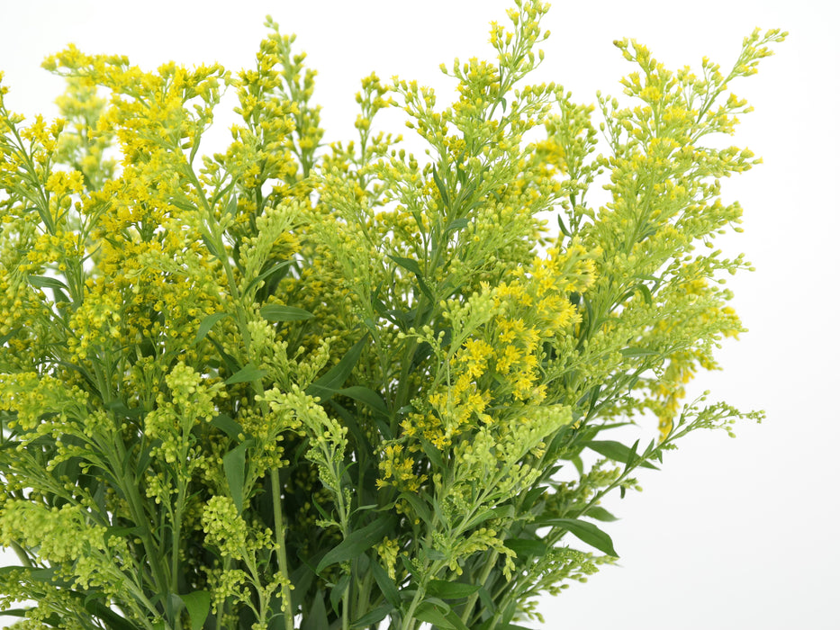 Solidago