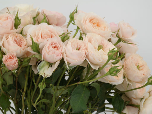 Garden Spray Rose Tambuzi Cream