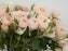 Garden Spray Rose Tambuzi Cream