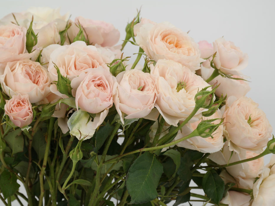 Garden Spray Rose Tambuzi Cream