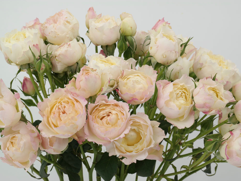 Garden Spray Rose Tambuzi Pink