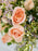 Light Apricot