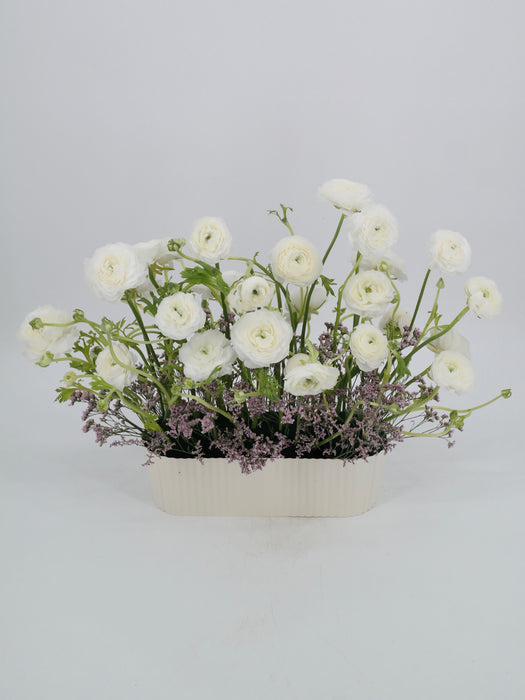 White Ranus