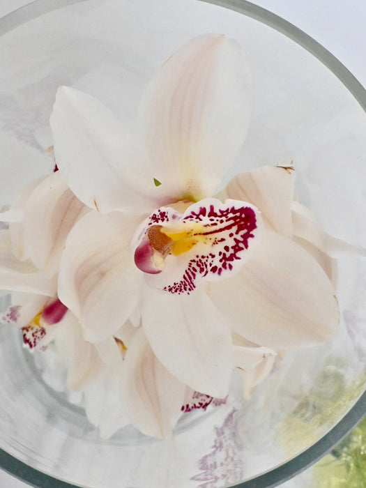 Cymbidium  Vase Set