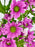 Krissy Money Arrangement
