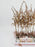 Preserved Astilbe