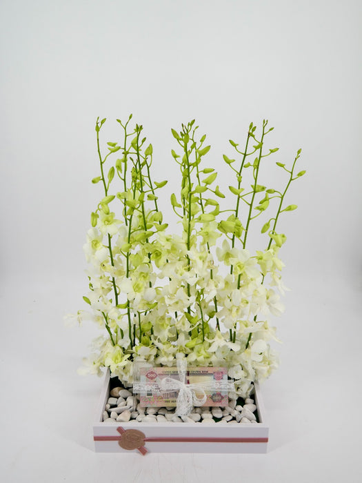Dendrobium