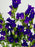 Campanula