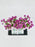 Krissy Money Arrangement