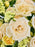 Sali Bloom