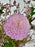 Chrysi Money Arrangement