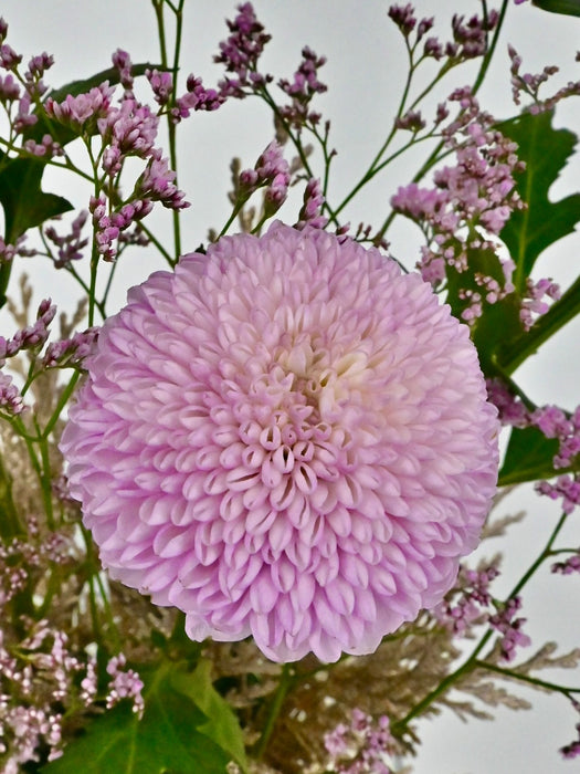 Chrysi Money Arrangement