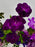 Moon Velvet Garden